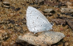 Celastrina lavendularis