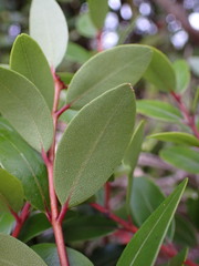 Metrosideros robusta