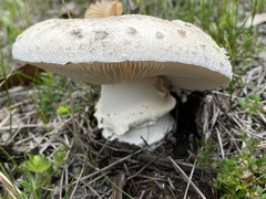 Amanita ochrophylloides