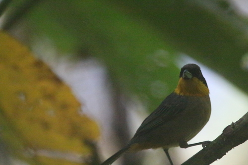 Yellow-throated Tanager (Iridosornis analis), photo 8
