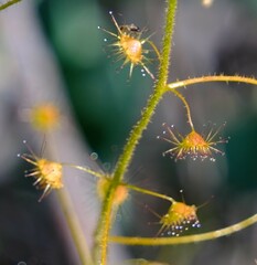 Drosera macrantha