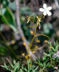 Drosera macrantha