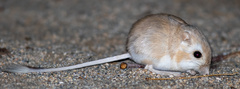 Dipodomys deserti
