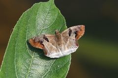 Odontoptilum angulata