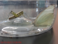 Paraidemona