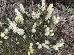 Grevillea pterosperma