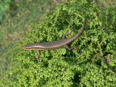 Trachylepis thomensis