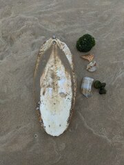 Sepia latimanus
