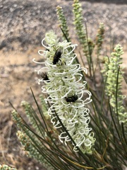 Grevillea pterosperma