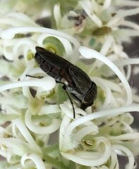 Stomorhina subapicalis