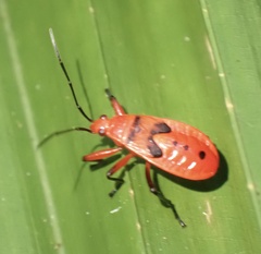 Pyrrhocoridae