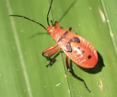 Pyrrhocoridae