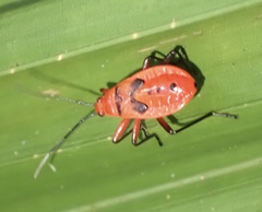 Pyrrhocoridae