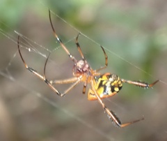 Leucauge grata