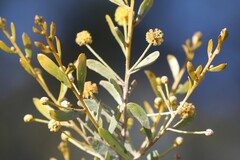 Acacia melleodora