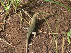 Trachylepis thomensis