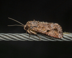 Spodoptera umbraculata