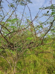 Mimosa pigra