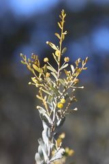 Acacia melleodora
