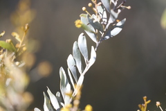 Acacia melleodora