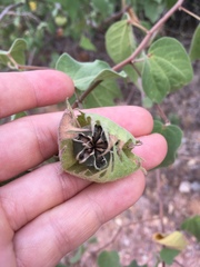 Gossypium davidsonii