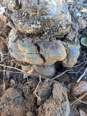 Pisolithus