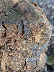 Pisolithus