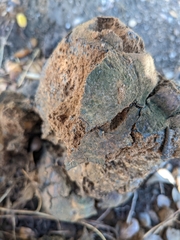 Pisolithus