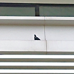 Columba livia domestica
