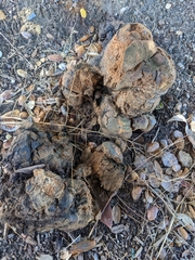 Pisolithus