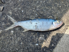 Megalops cyprinoides