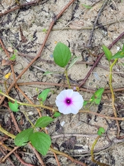 Ipomoea aquatica