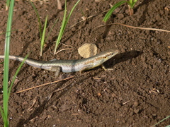 Trachylepis thomensis