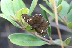 Caprona alida