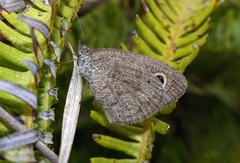 Ypthima norma