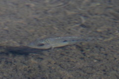 Herichthys carpintis