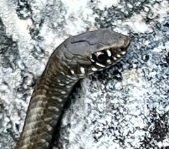 Amplorhinus multimaculatus