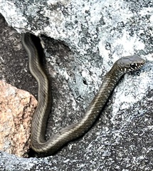 Amplorhinus multimaculatus