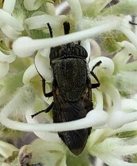 Stomorhina subapicalis