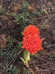 Scadoxus puniceus