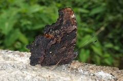 Kaniska canace