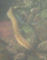 Gymnothorax thyrsoideus