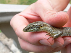 Trachylepis thomensis