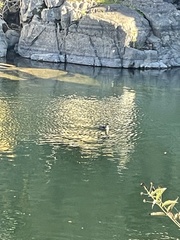 Mergus merganser