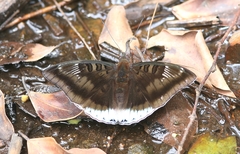 Euthalia phemius