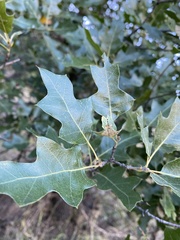 Quercus gravesii