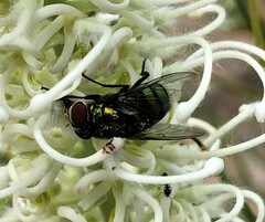 Chrysomya rufifacies