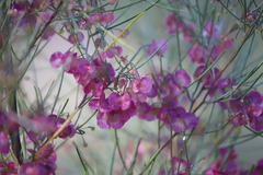 Dodonaea filifolia