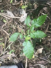 Dysoxylum spectabile