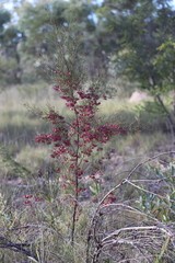 Dodonaea filifolia